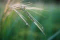 Rice farm,Rice field,Rice paddy, rice pants,Bokeh dew drops on the top of the rice fields in the morning sun,along with the rice Royalty Free Stock Photo