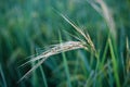 Rice farm,Rice field,Rice paddy, rice pants,Bokeh dew drops on the top of the rice fields in the morning sun,along with the rice Royalty Free Stock Photo