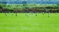 Rice farm in asian