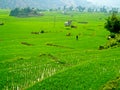 Rice farm in green nature of Gilan , Northern Iran