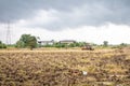 Rice farm during harvest by combining truck