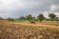 Rice farm during harvesting in Thailand Royalty Free Stock Photo