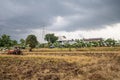 Rice farm during harvesting in Thailand Royalty Free Stock Photo