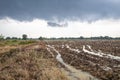 Rice farm during harvesting in Thailand Royalty Free Stock Photo