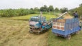 Rice farm on harvesting season by farmer with combine harvesters