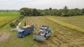 Rice farm on harvesting season by farmer with combine harvesters