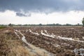 Rice farm during harvesting in Thailand Royalty Free Stock Photo