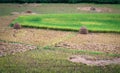 Rice farm in Kengtung Royalty Free Stock Photo