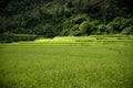 Rice farm in Kengtung Royalty Free Stock Photo