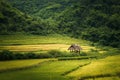 Rice farm in Kengtung Royalty Free Stock Photo