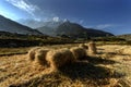 Rice farm in Muktinath Village, Annapurna Circuit, Himalaya, Nepal