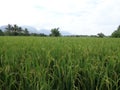 Rice farm, agriculture, food farm. Bunch of the rice seed.