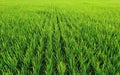 A rice farm planted in SRI system.