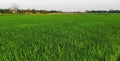 A rice farm planted in SRI system.