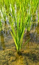 Single rice plant in the farm. Rice is a tropical climate crop that can grow from sea level to an altitude of 3000 meters.