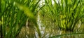 A rice farm planted in SRI system.