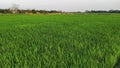 A rice farm planted in SRI system.