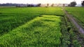 A rice farm planted in SRI system.