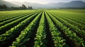 rice farm plants Royalty Free Stock Photo