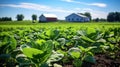 rice farm plants Royalty Free Stock Photo