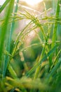 Rice farm,Rice field,Rice paddy, rice pants,Bokeh dew drops on the top of the rice fields in the morning sun,along with the rice Royalty Free Stock Photo