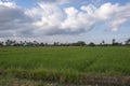 rice farm scenery with blue sky in the afternoon Royalty Free Stock Photo