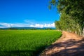 Rice Farm in Sunny Day