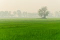 Rice farm trees and fog in the morning