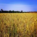 Rice farm yellow sunlight daylight