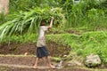 Rice farmer