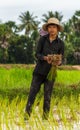 Rice farmer in Cambodia works in the field