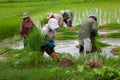 Rice Farmer