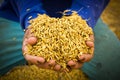 Rice in farmer hands