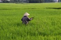 Rice farmer at harvest - Vietnam Asia Royalty Free Stock Photo