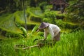 Rice farmer harvesting the crop, Jatiluwih Rice Terraces, Bali Indonesia. Royalty Free Stock Photo