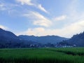 Rice farmer in Indonesia fres