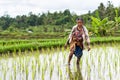 Rice Farmer Jatiluwihwork Bali