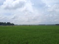 Rice farmer on Madura, Indonesia