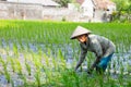 Rice Farmer Near Ubud in Indonesia