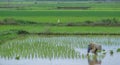 Rice farmer transplants rice seedlings