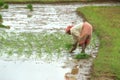 Rice Farmer.