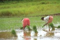 Rice Farmer.