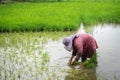 Rice farmer work hard