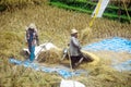Rice farmers