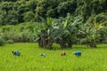 Rice farmers in Laos Royalty Free Stock Photo