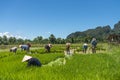 Rice farmers in Laos Royalty Free Stock Photo