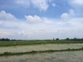 Rice farmers on Madura, Indonesia