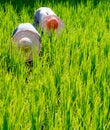 Rice Farmers Malaysia Field Nature Concept Royalty Free Stock Photo