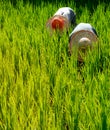 Rice Farmers in Malaysia Harvesting Countryside Concept Royalty Free Stock Photo