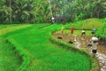 Rice Farming